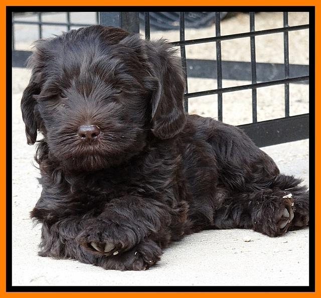 TH pups 6 wks old 111