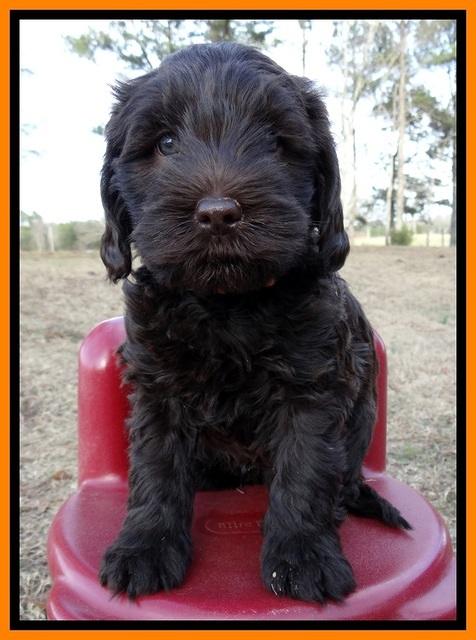 TH pups 6 wks old 81