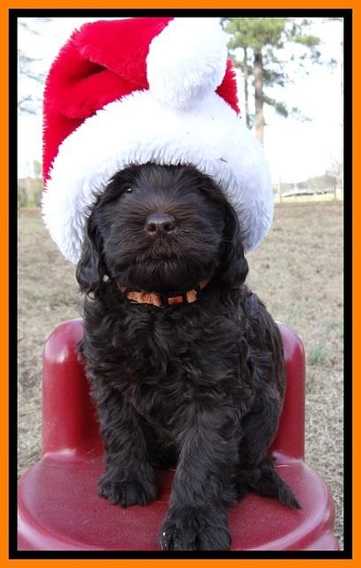 TH pups 6 wks old 91