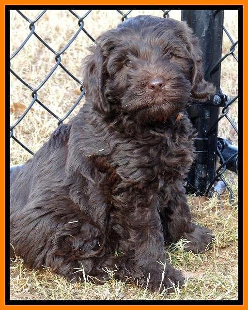 TH pups 7 weeks old 152
