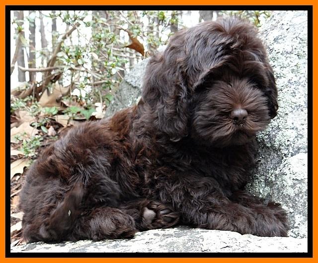 TH pups 8 wks old 137