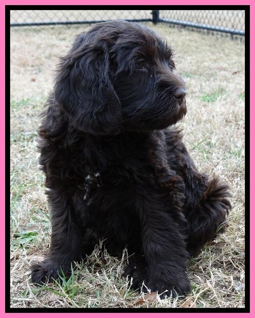 TB pups 7.2 weeks old 7!10