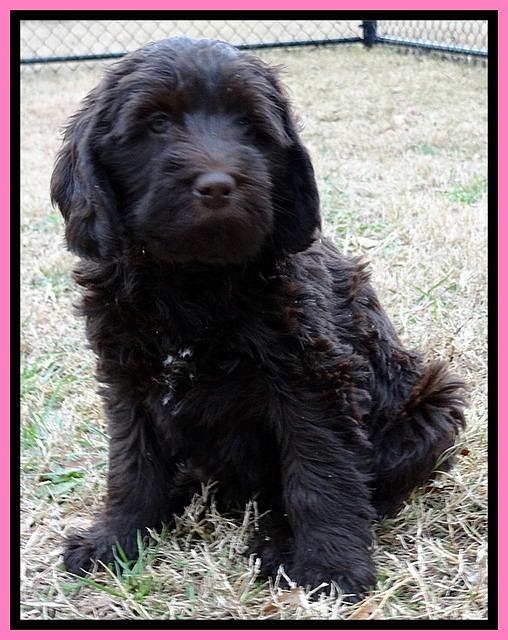 TB pups 7.2 weeks old 9!10