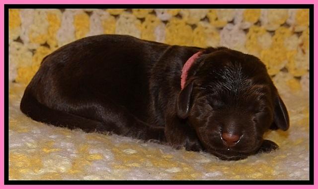 TH newborn individual 31