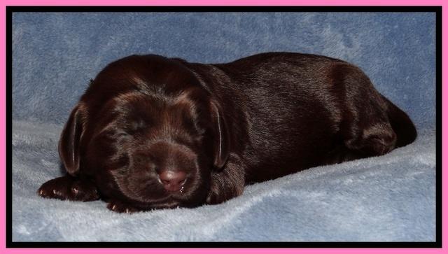 TH pups 1 wk old 12