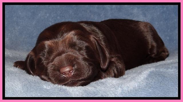 TH pups 1 wk old 22