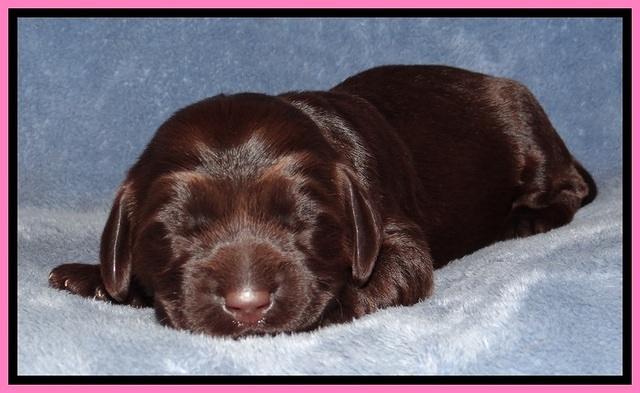 TH pups 1 wk old 42
