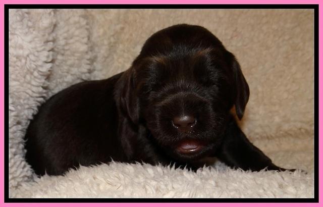 TH pups 2 wks old 21