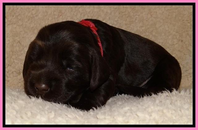 TH pups 2 wks old 31