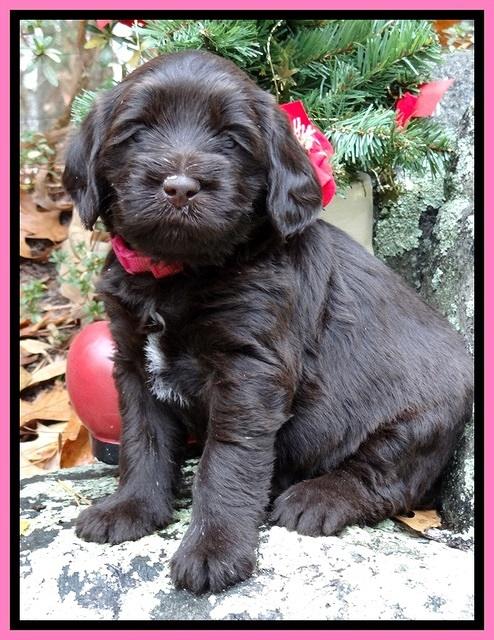 TH pups 4 wks old 31