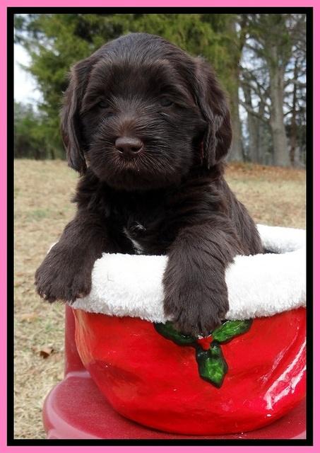 TH pups 5 weeks old 631