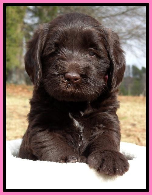 TH pups 5 weeks old 671