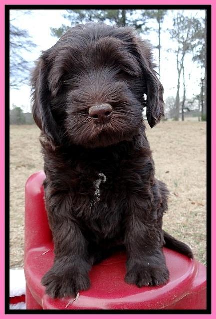 TH pups 6 wks old 371