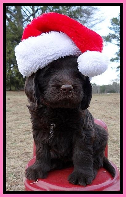 TH pups 6 wks old 381