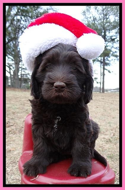 TH pups 6 wks old 391