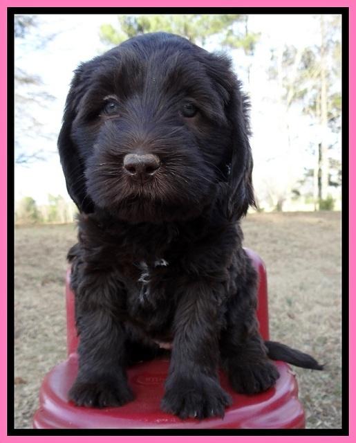 TH pups 6 wks old 401