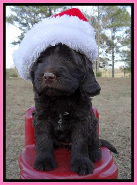 TH pups 6 wks old 411