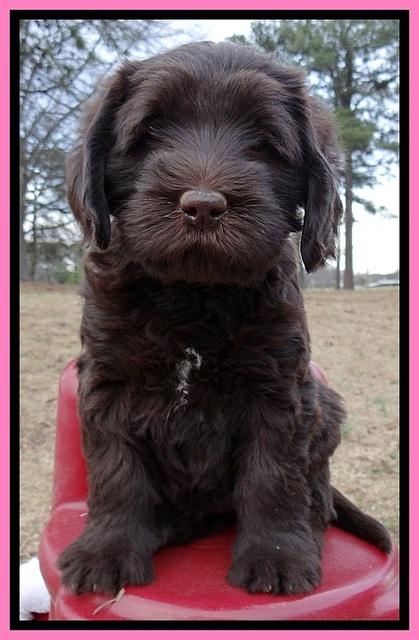 TH pups 6 wks old 421