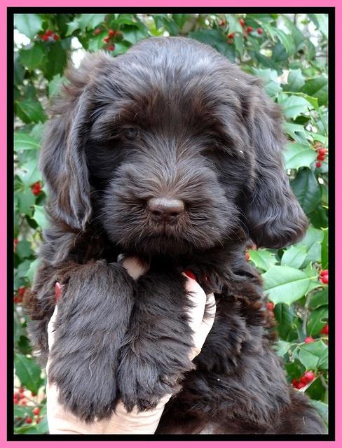 TH pups 7 weeks old 81