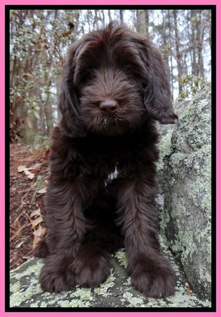 TH pups 8 wks old 11