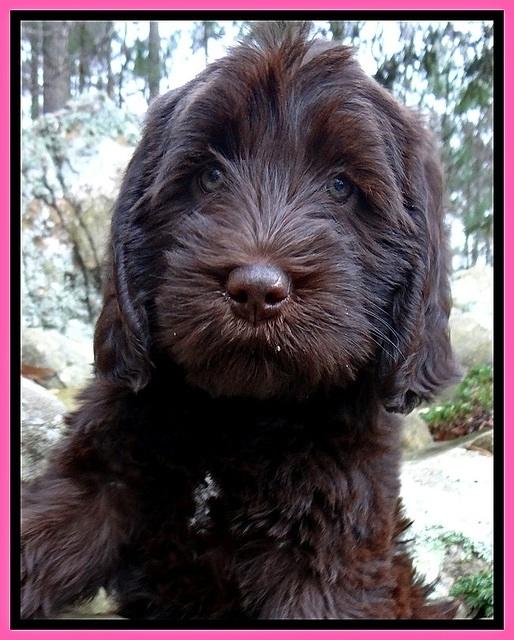 TH pups 8 wks old 31