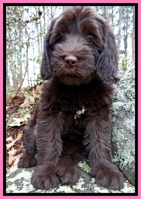 TH pups 8 wks old 51