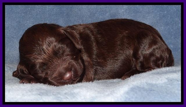 TH pups 1 wk old 102