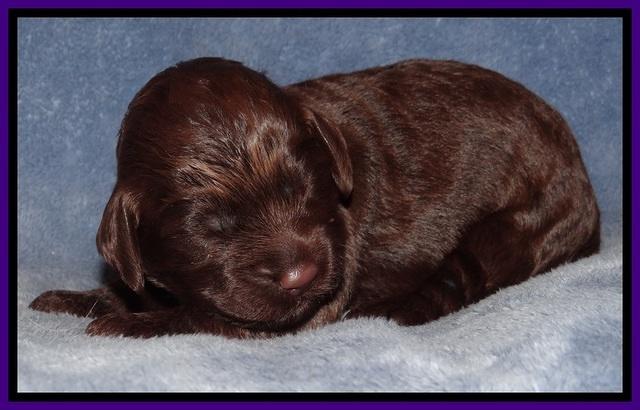 TH pups 1 wk old 112