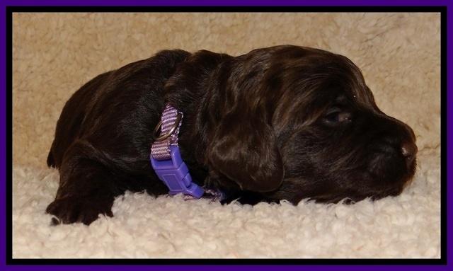 TH pups 2 wks old 91