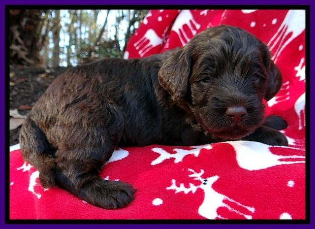 TH pups 3 wks old 131