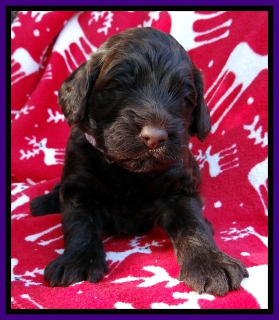 TH pups 3 wks old 141