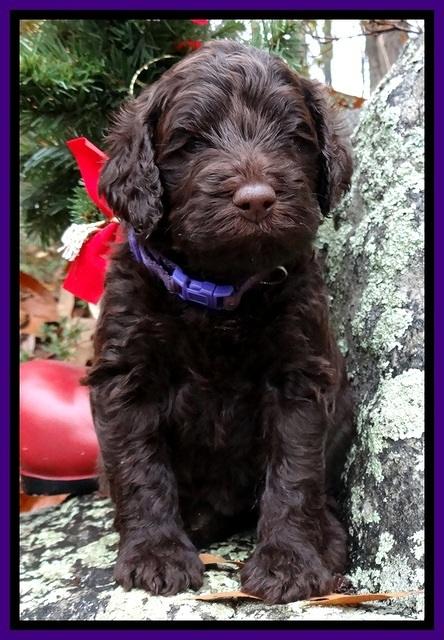 TH pups 4 wks old 141