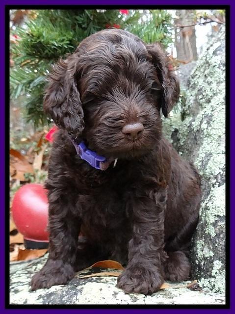 TH pups 4 wks old 161