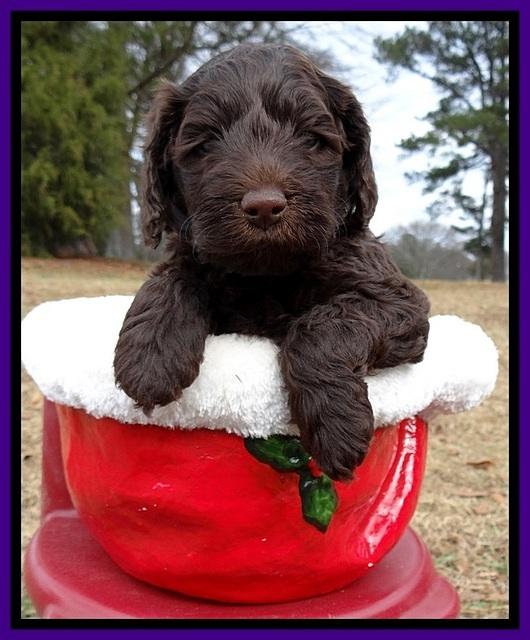 TH pups 5 weeks old 421