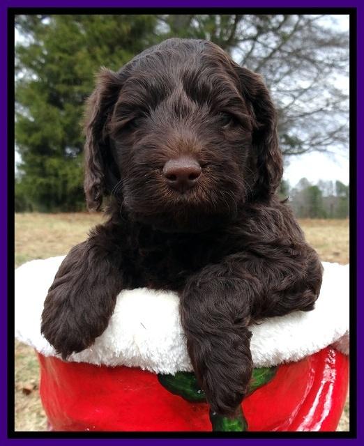 TH pups 5 weeks old 431