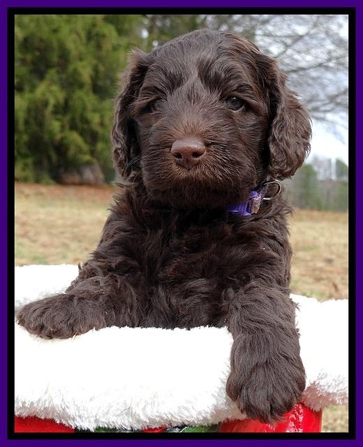 TH pups 5 weeks old 481