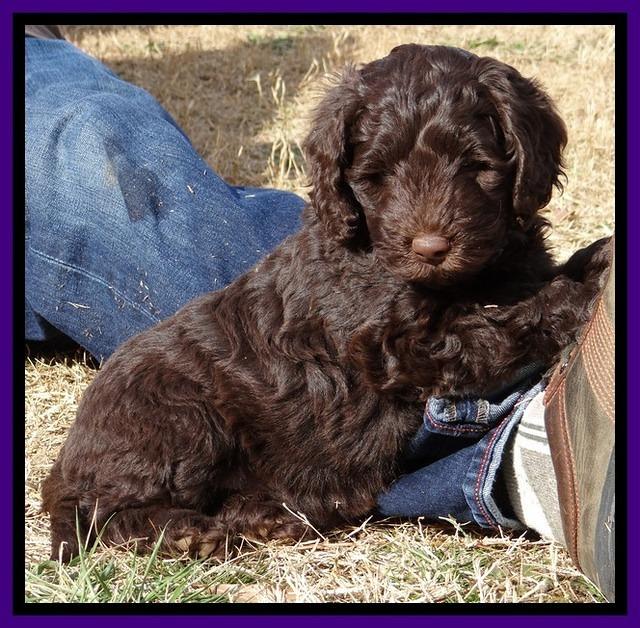 TH pups 7 weeks old 192