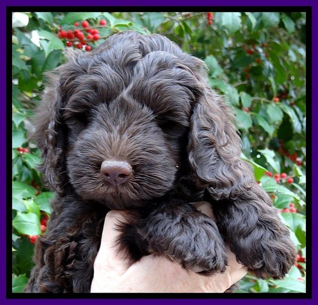 TH pups 7 weeks old 31