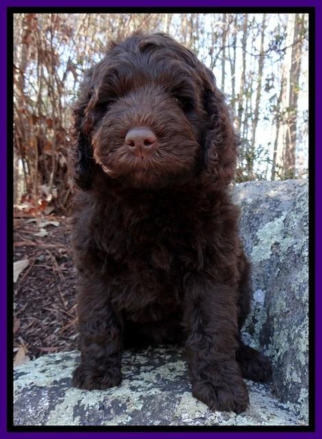TH pups 8 wks old 14