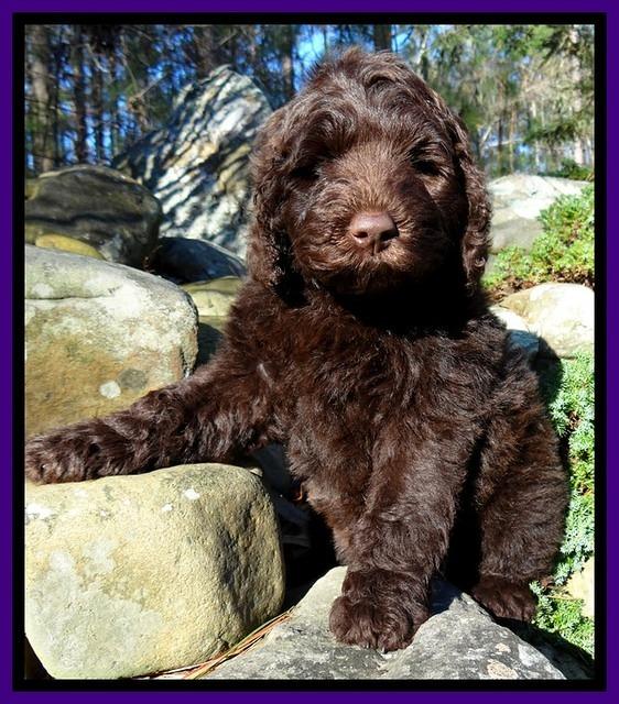 TH pups 8 wks old 34