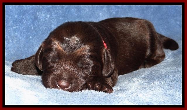 TH pups 1 wk old 132