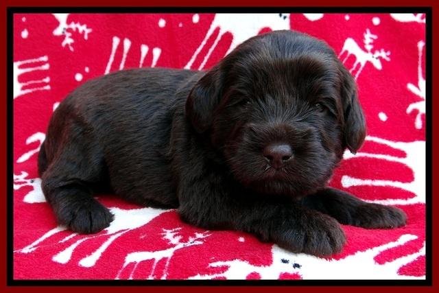 TH pups 3 wks old 201
