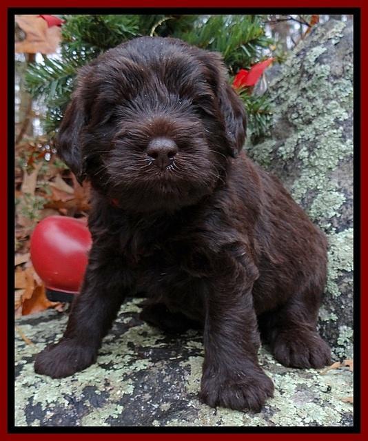 TH pups 4 wks old 191