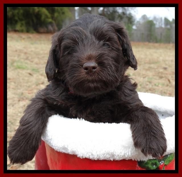 TH pups 5 weeks old 521