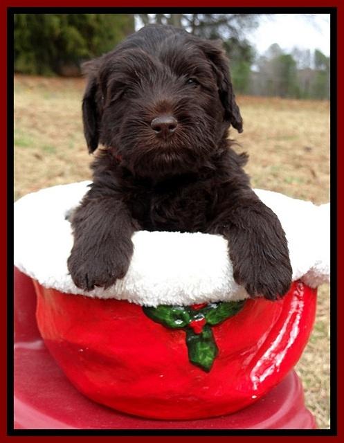 TH pups 5 weeks old 531