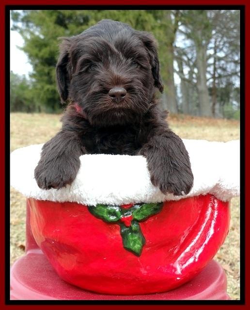 TH pups 5 weeks old 561