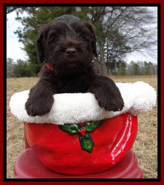 TH pups 5 weeks old 571