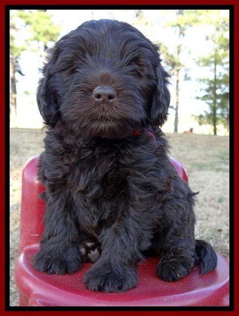 TH pups 6 wks old 171