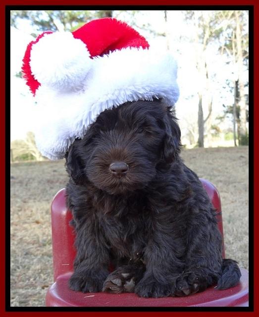 TH pups 6 wks old 191