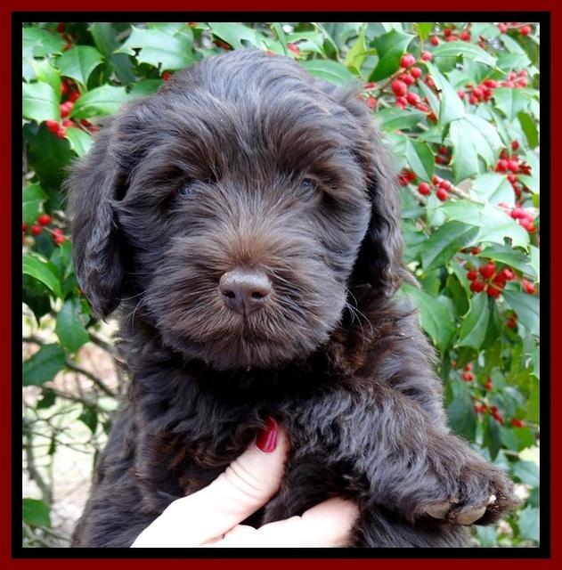 TH pups 7 weeks old 291